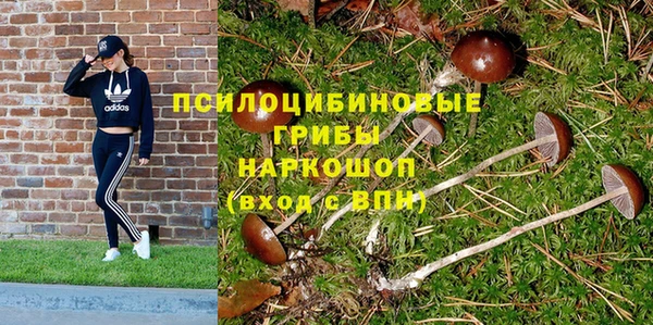 стаф Богданович
